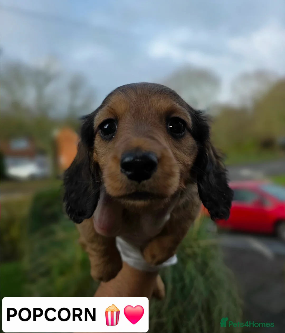Miniature Dachshund dogs for sale: LONG HAIRED MINIATURE DACHSHUND'S LITTER ❤️❤️ - Advert 10