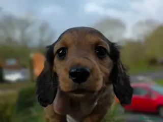 Miniature Dachshund dogs LONG HAIRED MINIATURE DACHSHUND'S LITTER ❤️❤️ - Advert 10