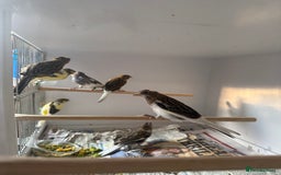 Canaries birds for sale: Spanish timbrado canaries - Image 2