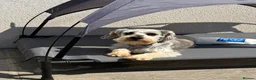 Miniature Schnauzer dogs for sale: Miniature schnauzer adult female  - Advert 2