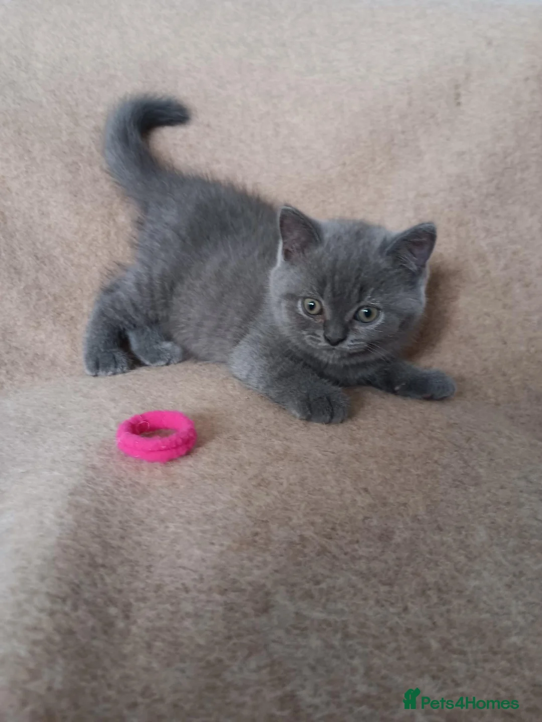British Shorthair cats for sale: Stunning blue pedigree kittens TICA registered  - Advert 2