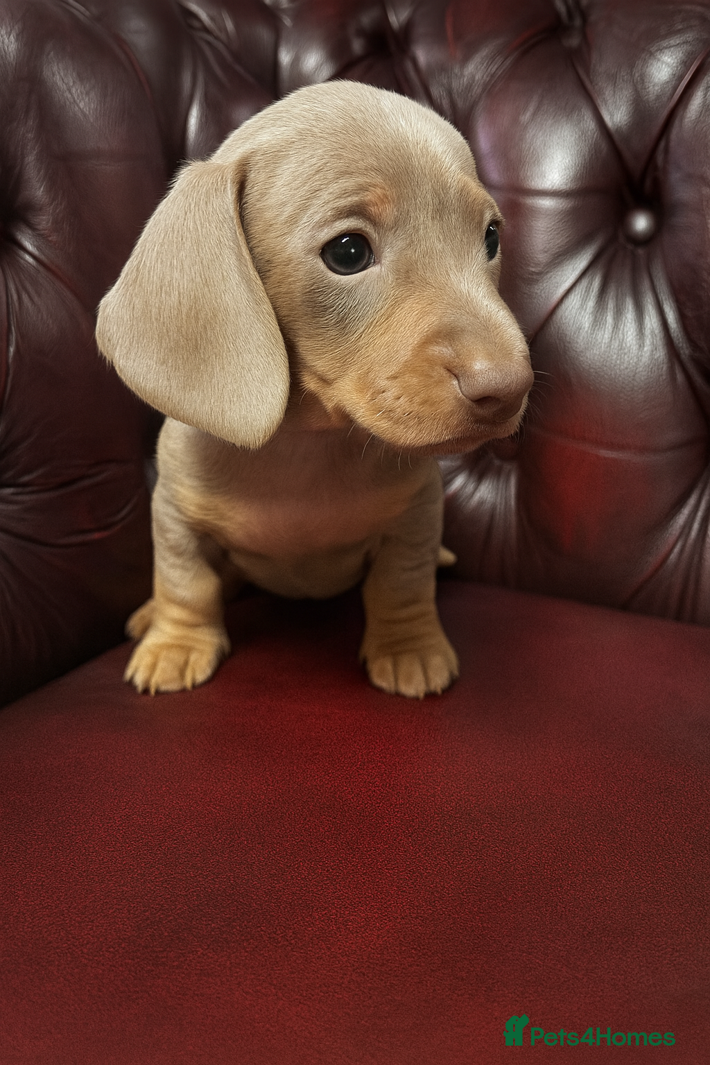 Miniature Dachshund dogs 1 chocolate and 2 Isabella KC boys left. 24th Dec - Advert 14