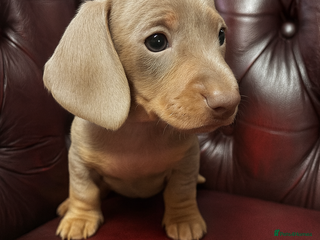 Miniature Dachshund dogs 1 chocolate and 2 Isabella KC boys left. 24th Dec - Advert 15