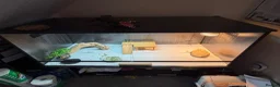 Bearded Dragon reptiles for sale: Hypo snow zero bearded dragon and viv - Advert 4