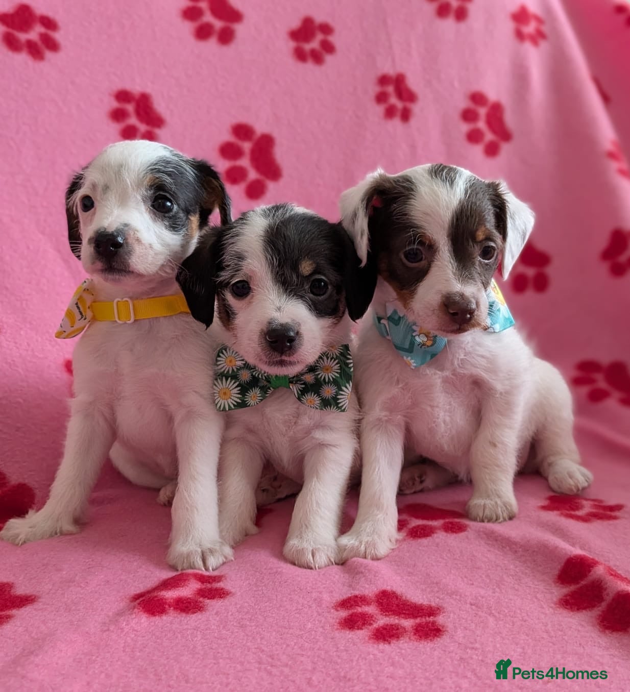 Jackapoo dogs Stunning F1 Jackapoos  - Advert 1