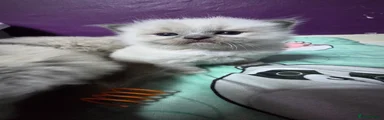 Ragdoll Kitten 3