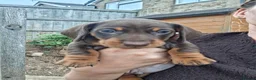 Miniature Dachshund dogs for sale: Miniature Dachshund puppies  in Derby - Advert 5