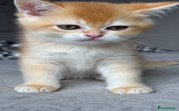 British Shorthair cats - Advert 6