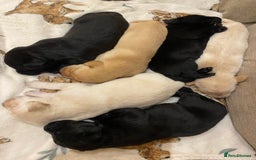 Labrador Retriever dogs for sale: Stunning Labrador Puppies - Image 12