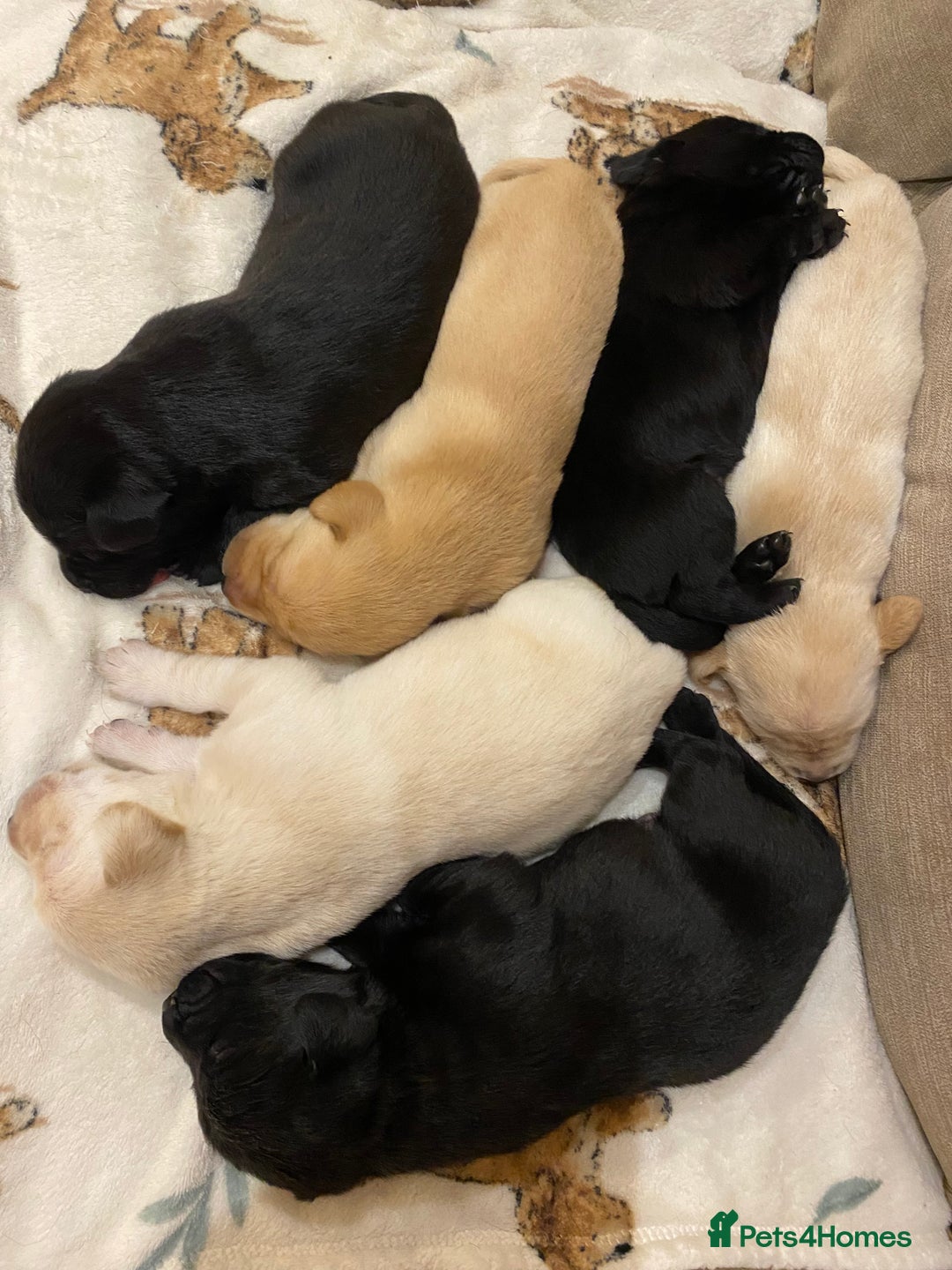 Labrador Retriever dogs for sale: Stunning Labrador Puppies - Image 12