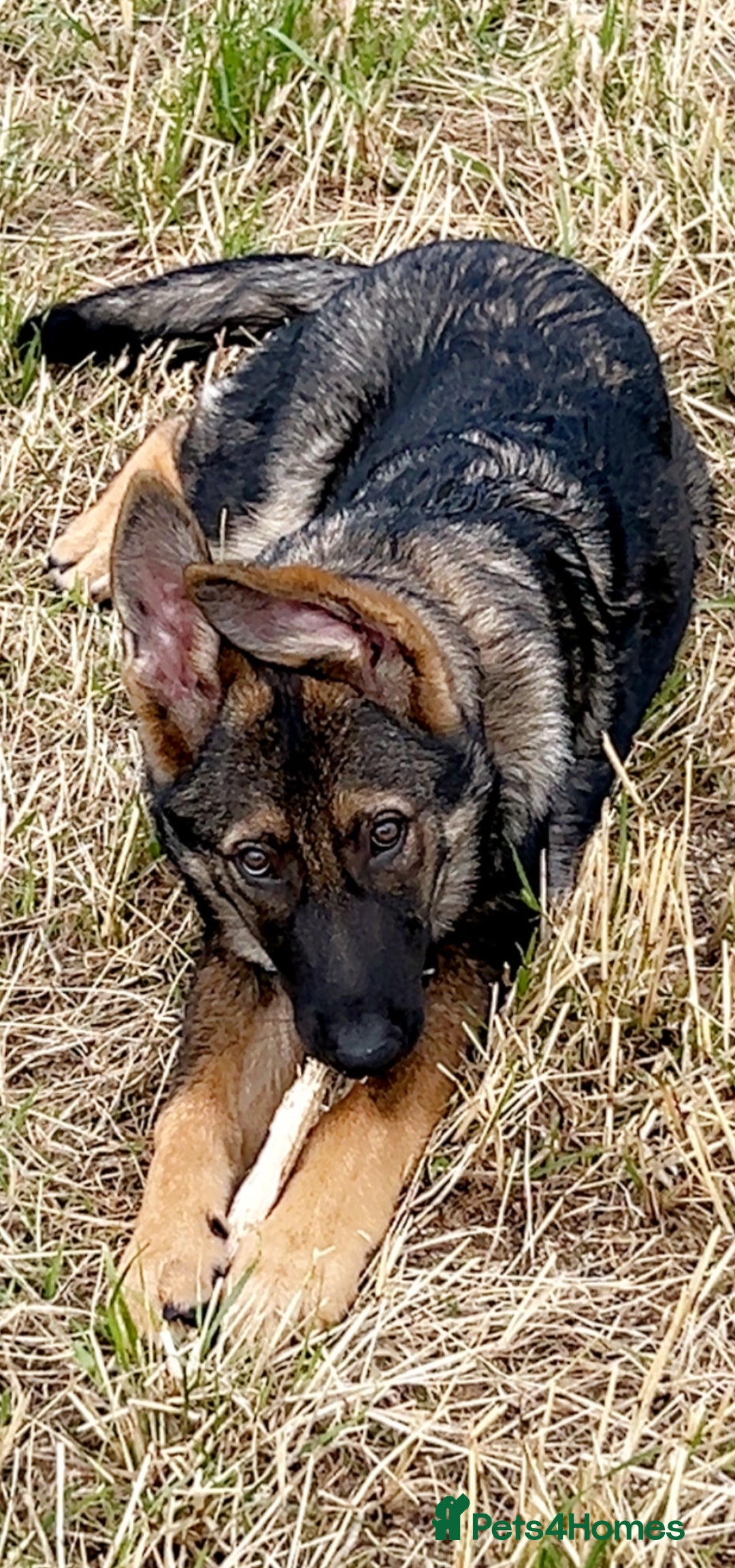 German Shepherd dogs for sale: Lucy’s 28 weeks old female  - Image 3