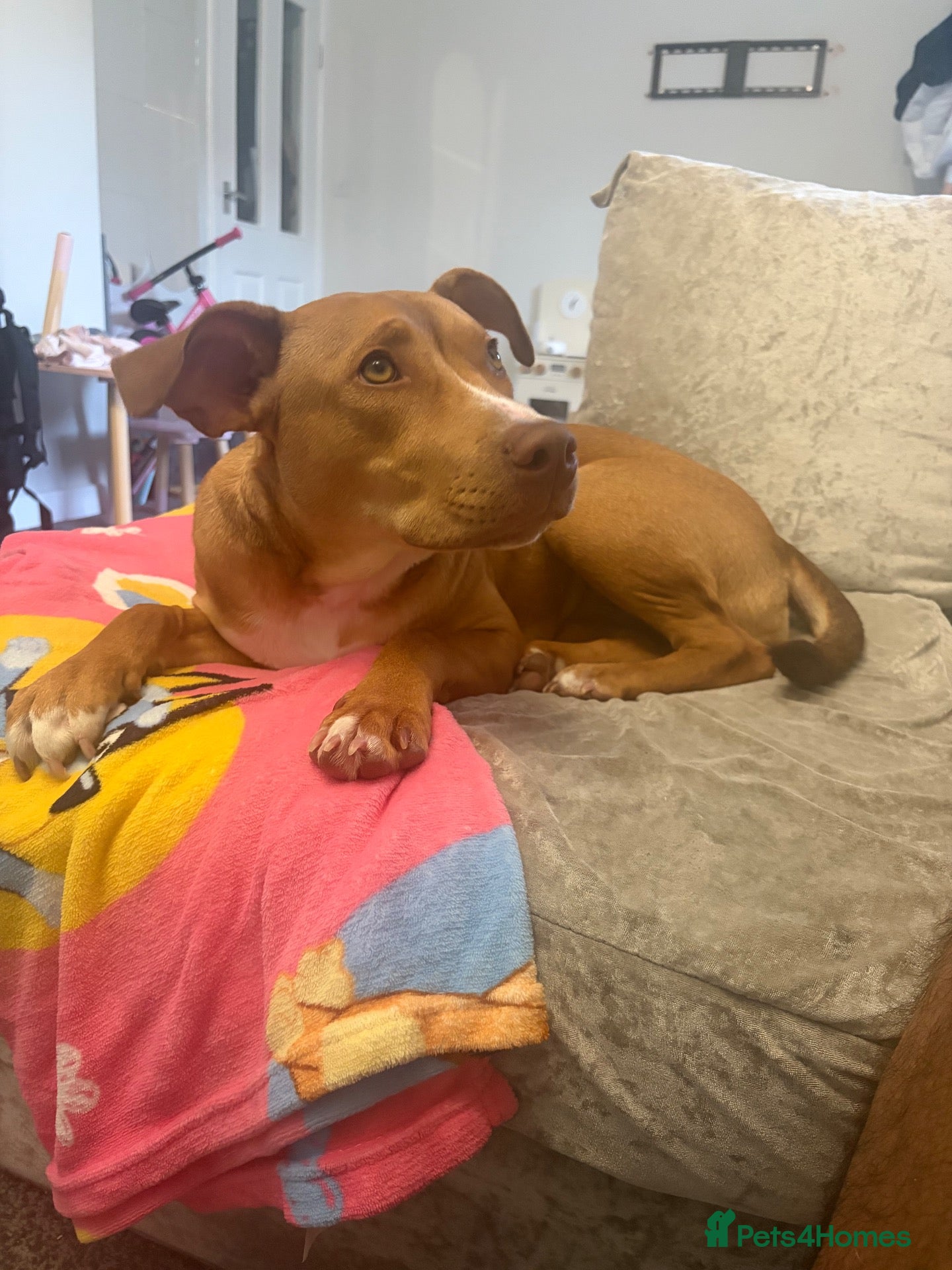 Mixed Breed dogs Staffordshire bulk terroir, 5 months old. - Advert 1