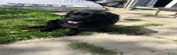 Labrador Retriever dogs for stud: PROVEN Labrador Retriever Stud - Advert 5