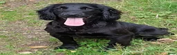 Cocker Spaniel dogs for sale: KC REG WORKING COCKER SPANIEL PUPPIES - Advert 8
