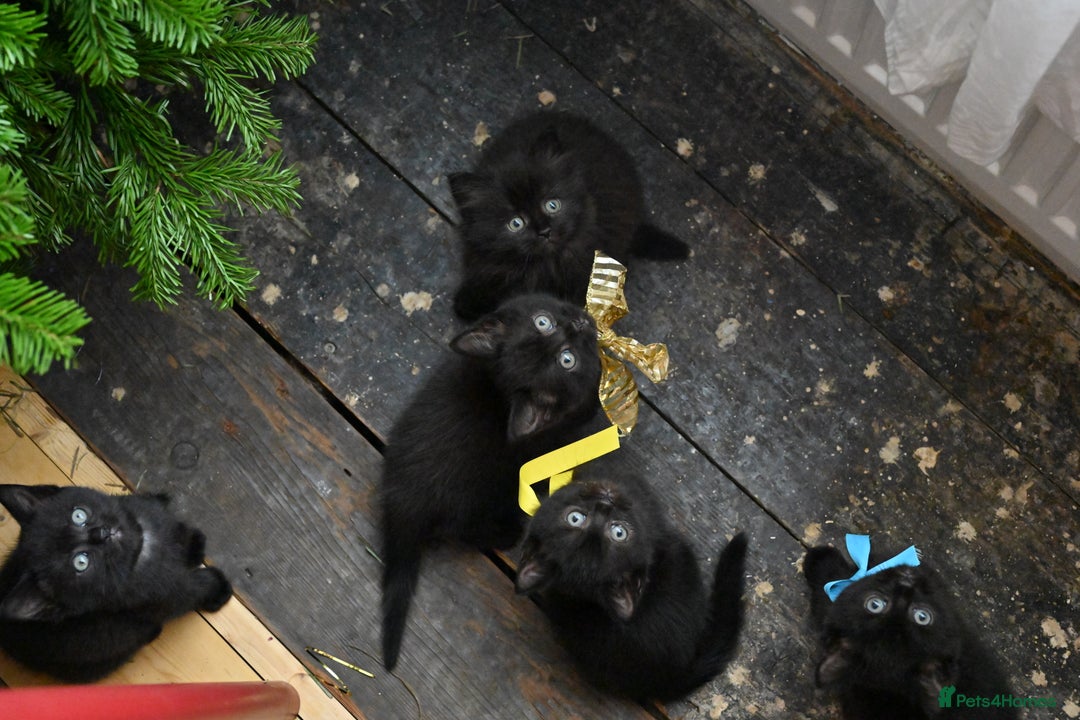 British Shorthair cats for sale: British Shorthair x Persian Kittens Available Now! - Advert 25