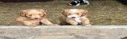 Sproodle dogs for sale: Beautiful Red & Apricot Sproodles - Advert 7