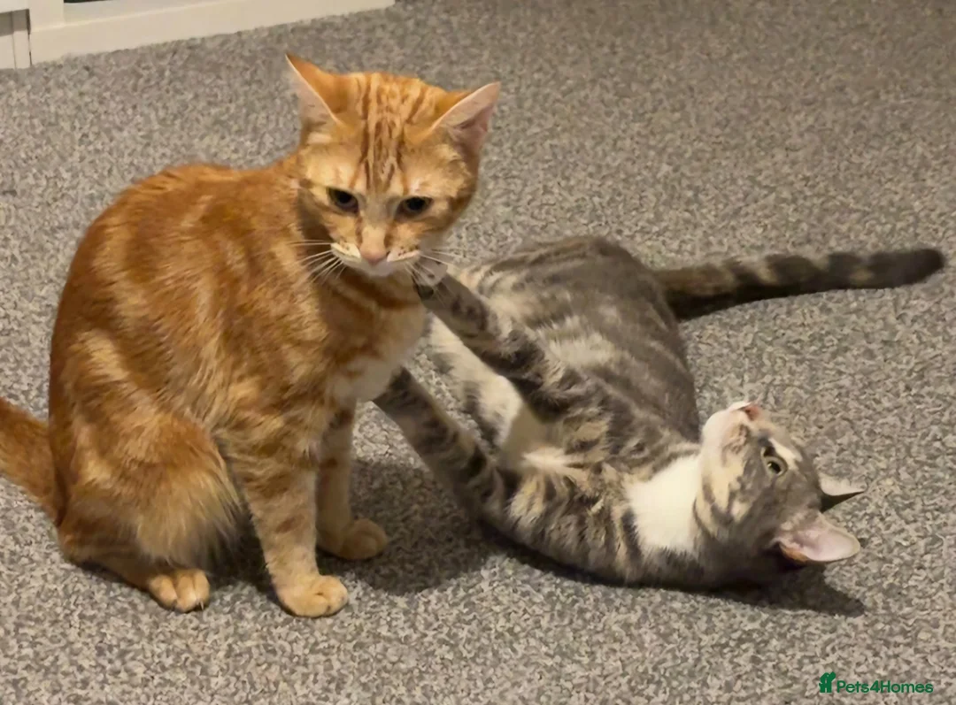 Mixed Breed cats for sale: Cute female tabbies looking for a loving home. =] - Advert 1