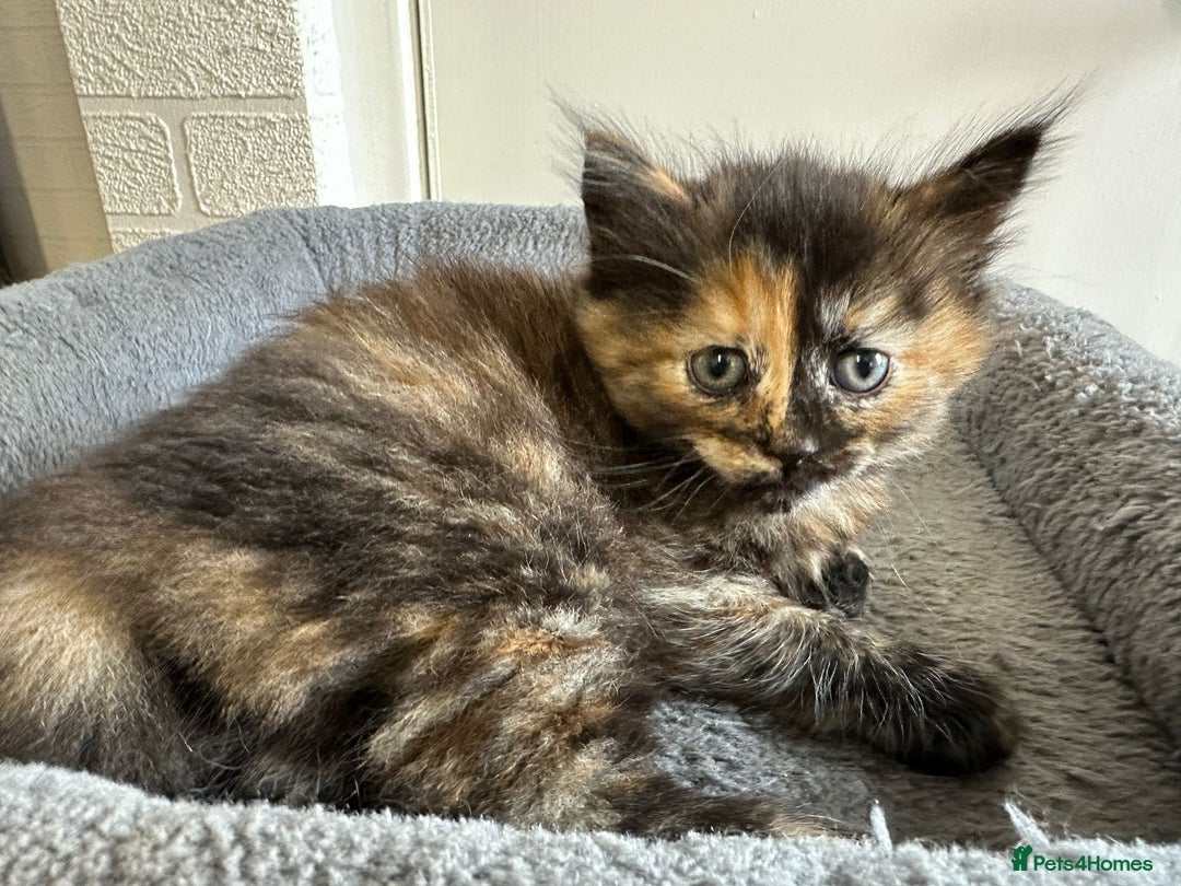 Mixed Breed cats for sale: 2 Tabby's and calico kitten for sale - Image 12