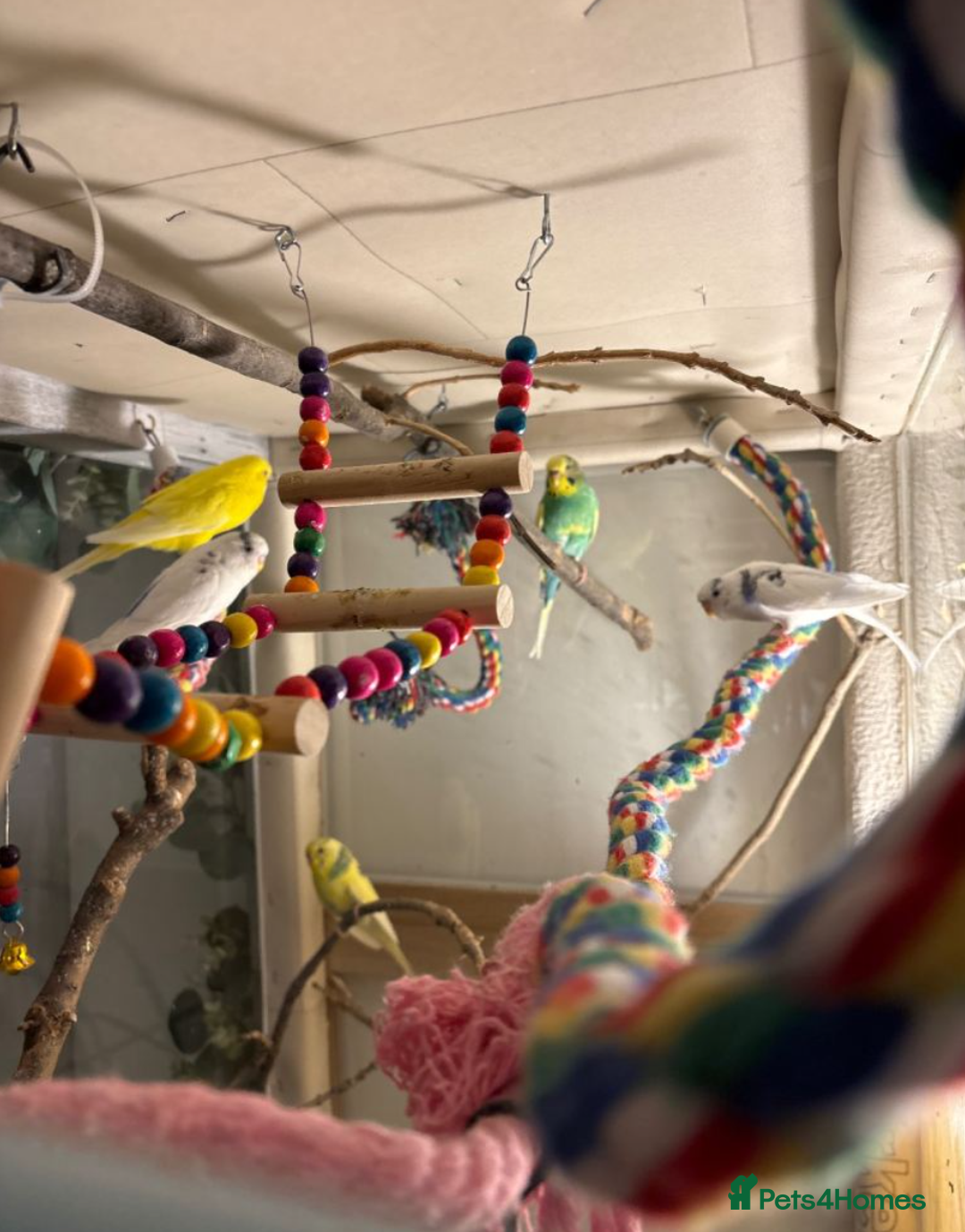 Budgerigars birds for sale: 5 Budgies and an aviary for sale - Advert 4