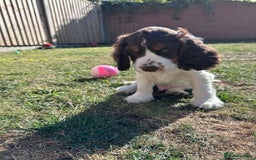 Cocker Spaniel dogs for sale: KC Registered Show Cocker Spaniel Puppies  - Image 4