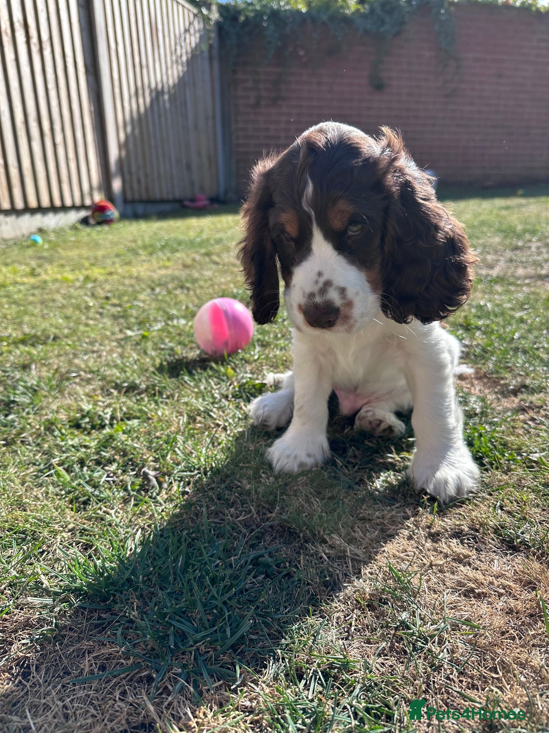 Cocker Spaniel dogs for sale: KC Registered Show Cocker Spaniel Puppies  - Image 4