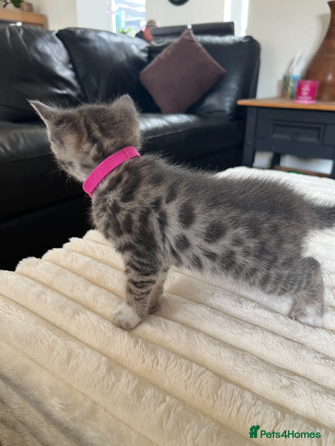 Bengal cats for sale: Bengal cross kittens in Frodsham - Advert 21