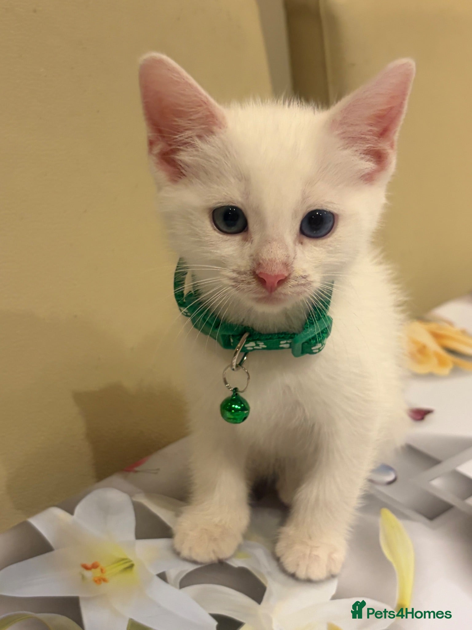 Turkish Angora cats Mix Turkish Angora kitten - Advert 15