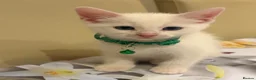 Turkish Angora cats for sale: Mix Turkish Angora kitten - Advert 36