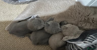 British Shorthair cats in Bracknell - Advert 13