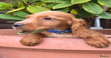 Cocker Spaniel dogs - Advert 7