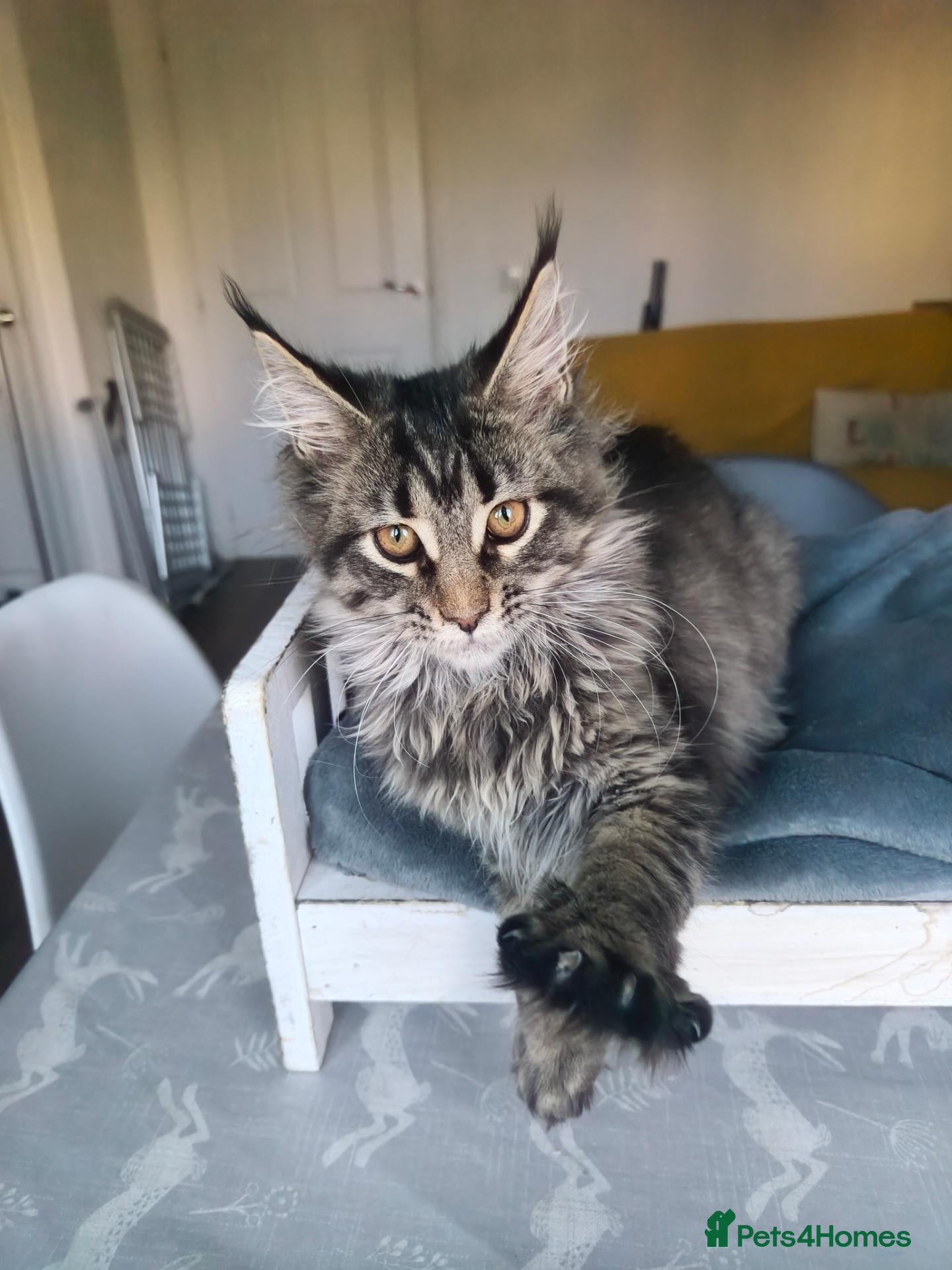 Maine Coon cats ready now  STUNNING TICA MAINE COON KITTENS - Advert 2