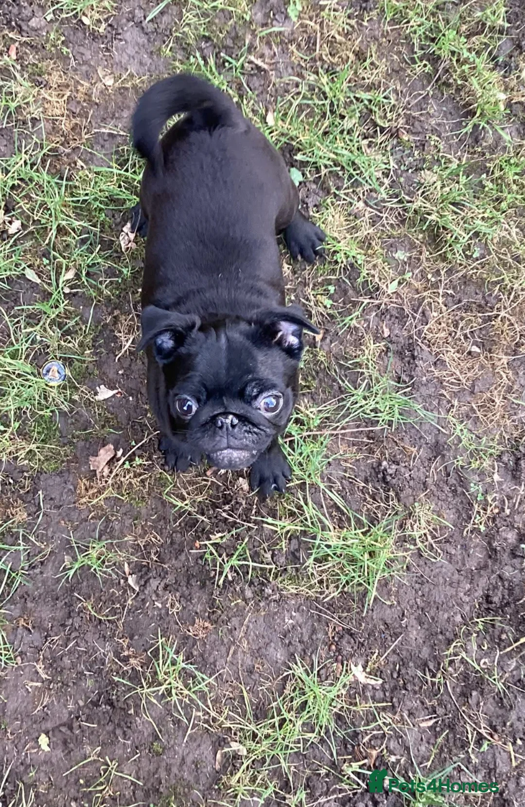 Pug dogs for sale: Pugs  - Advert 3