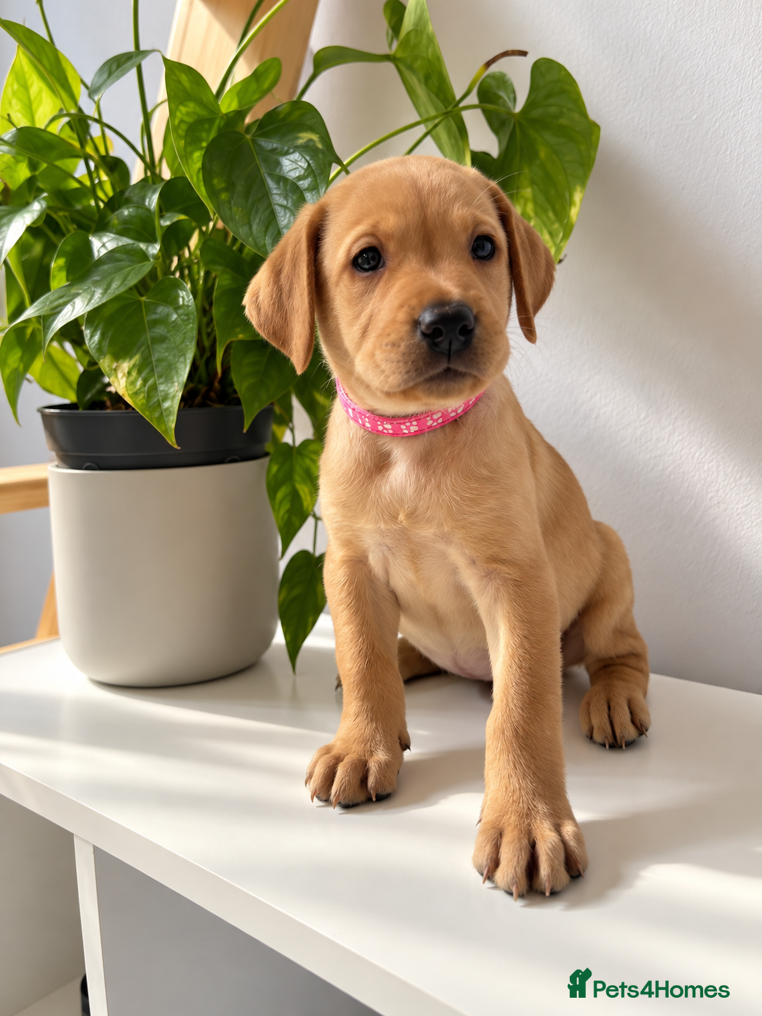 Labrador Retriever dogs 🐶 1 beautiful girl pup left 🐶  - Advert 2