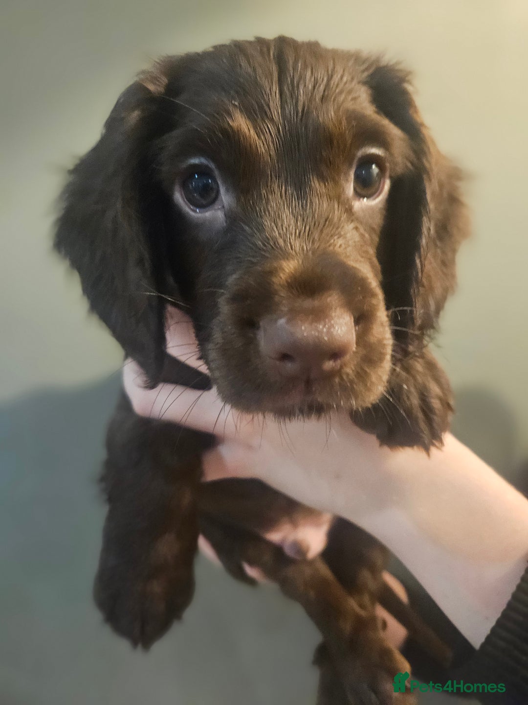 Sprocker dogs for sale: 3 chocolate sprocker males available  - Advert 14