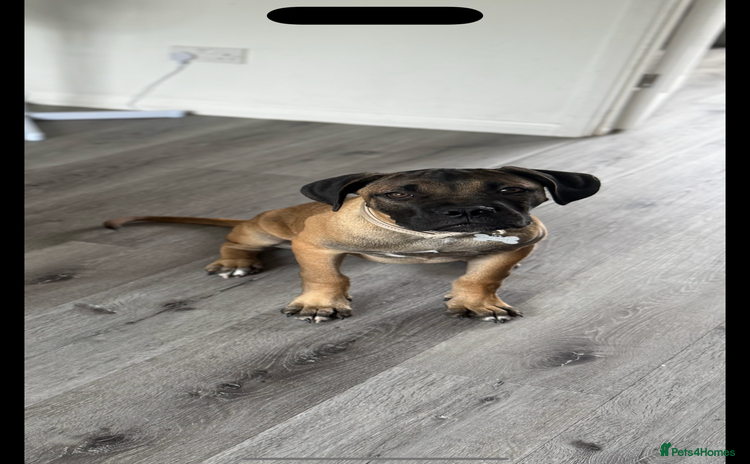Mixed Breed dogs - Advert 14