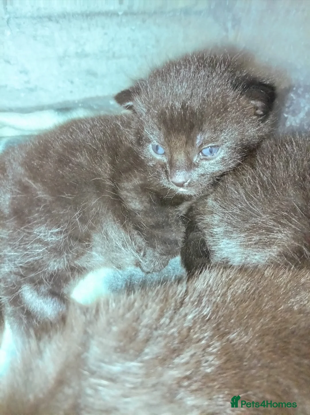 Mixed Breed cats for sale: 3 mixed breed kittens for sale - Advert 10