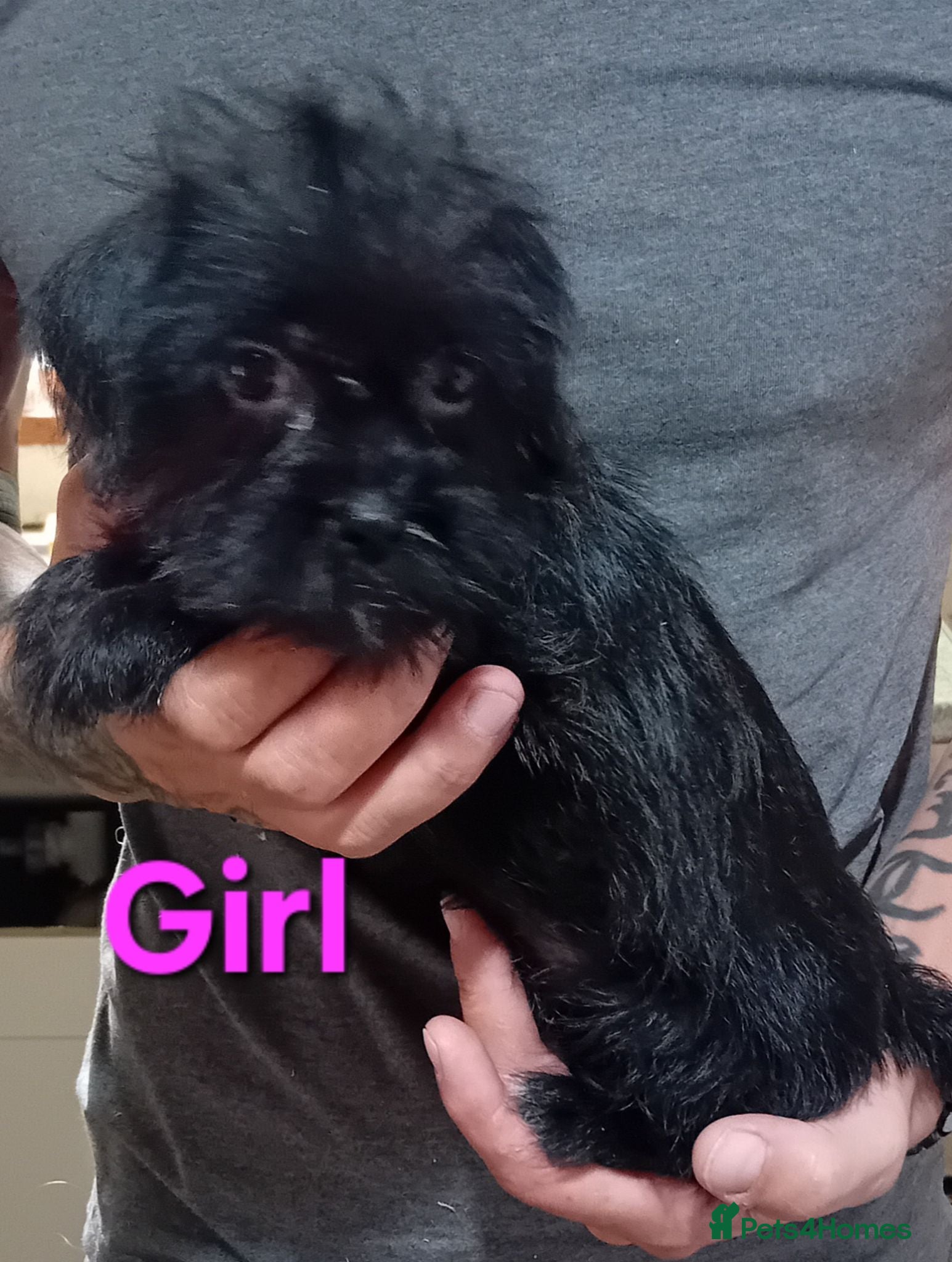 Shihpoo dogs 1 boy, 2 girls available of the Tiniest Puppies  - Advert 2