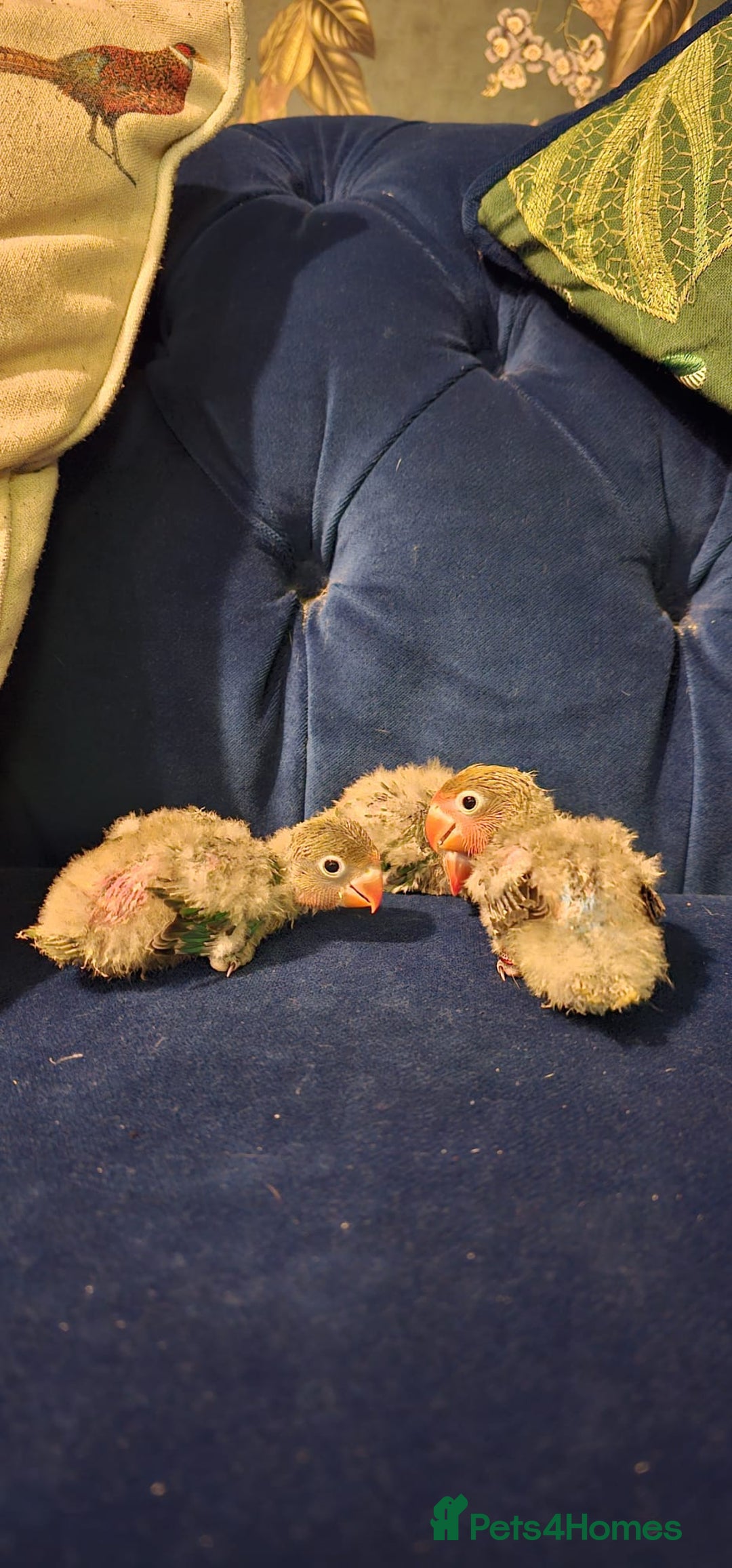 Lovebirds birds for sale: Beautiful hand reared baby love birds 🦜  - Image 7