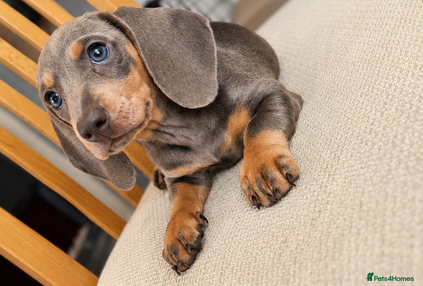 Miniature Dachshund dogs ‼️READY FOR NEW HOMES 🩷MINIATURE Dachshund babies - Advert 18