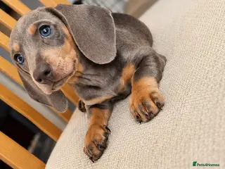 Miniature Dachshund dogs ‼️READY FOR NEW HOMES 🩷MINIATURE Dachshund babies - Advert 12