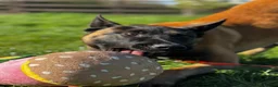 Belgian Shepherd Dog dogs for sale: 14 month old male Malinois  - Advert 3