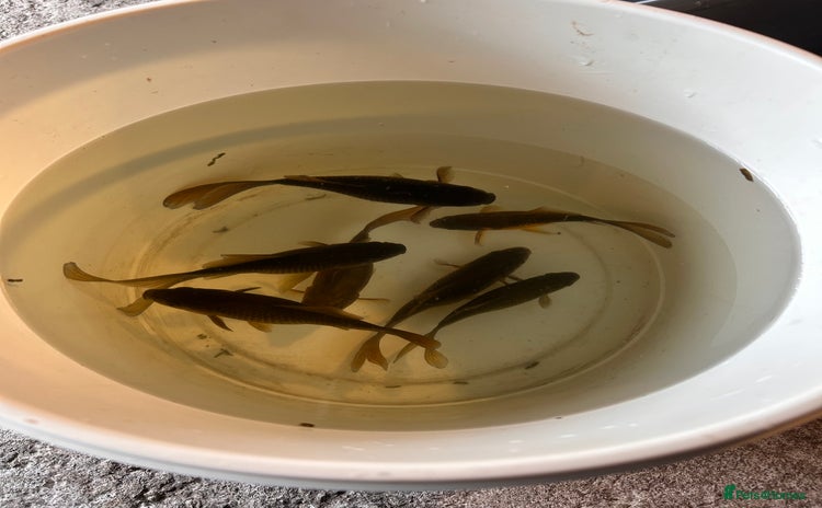 Other/Mixed Breed fish - Advert 1