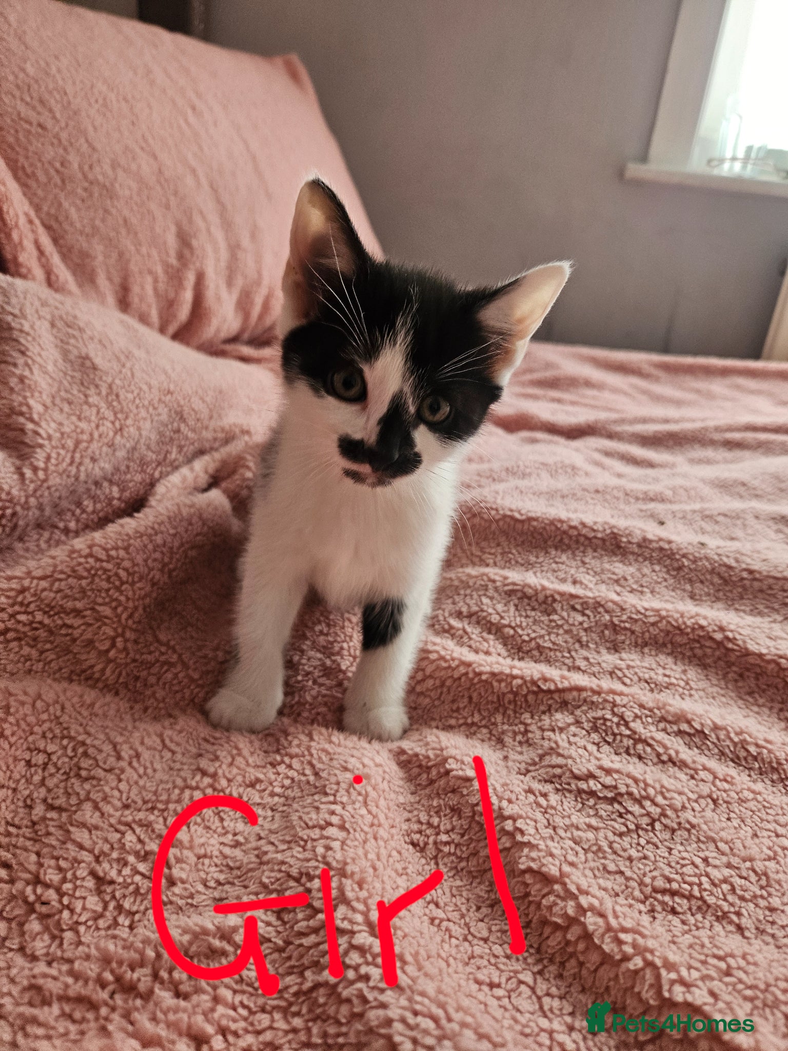 Mixed Breed cats 3 Gorgeous girls looking for their forever home - Advert 11