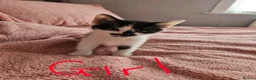 Mixed Breed cats for sale: Gorgeous kittens looking for their forever home - Advert 5