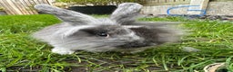 Lionhead rabbits for sale: Lionhead Rabbits For Sale  - Advert 5