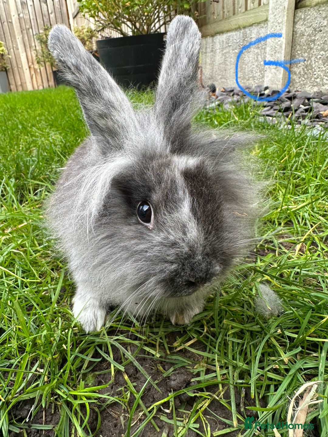 Lionhead rabbits for sale: Lionhead Rabbits For Sale  - Advert 5