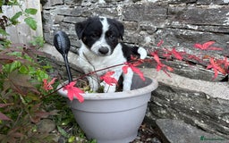 Border Collie dogs for sale: Unique Tri colour and piebald Border Collies  - Image 25