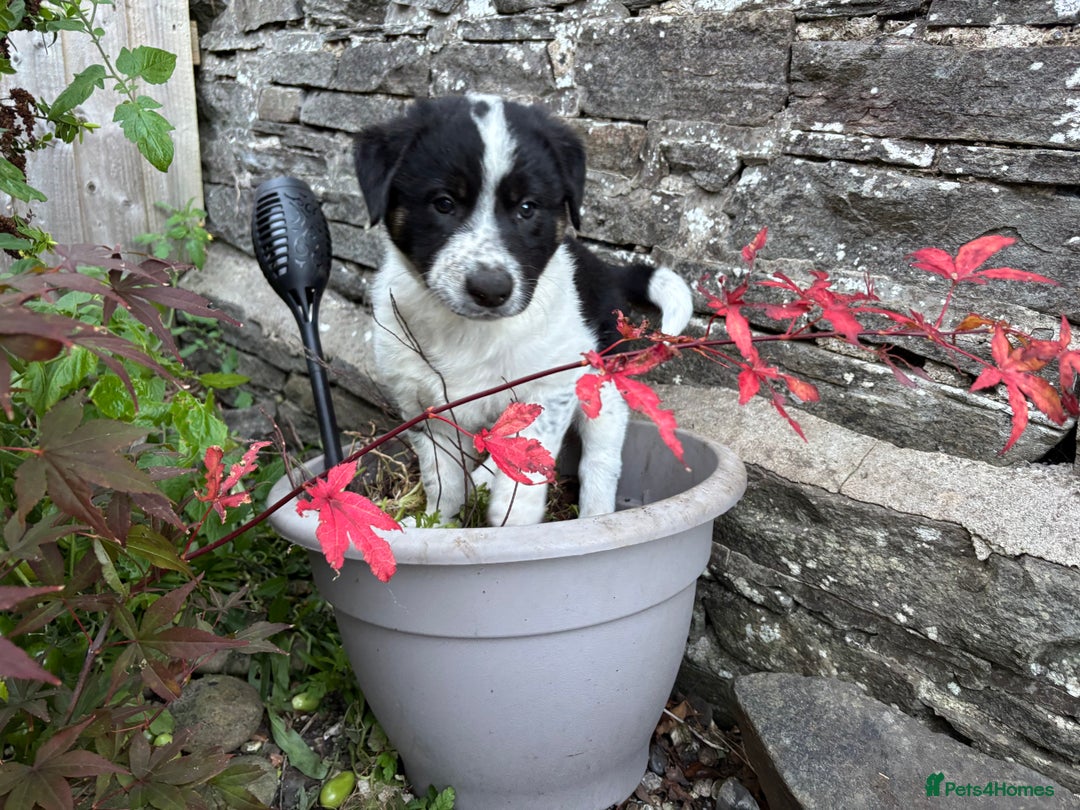 Border Collie dogs for sale: Unique Tri colour and piebald Border Collies  - Image 25