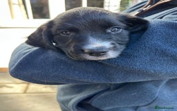 English Springer Spaniel dogs for sale: KC Reg English Springer Spaniel puppies - Image 17