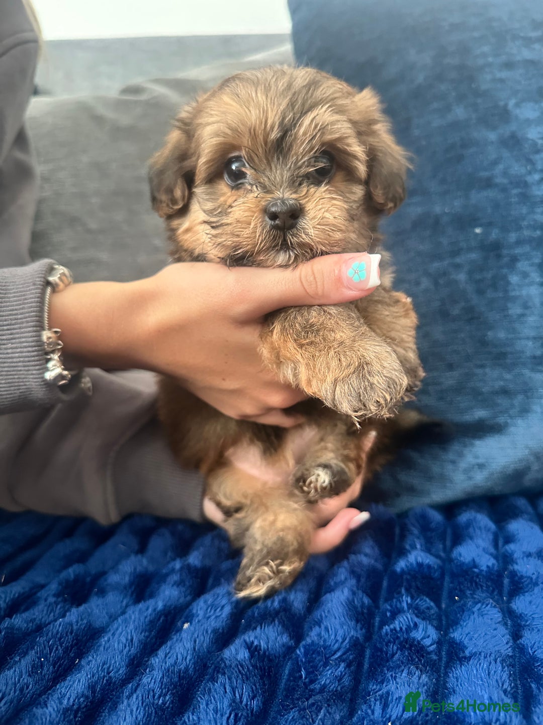 Shihpoo dogs for sale: Shih-Poo Puppies  - Image 17